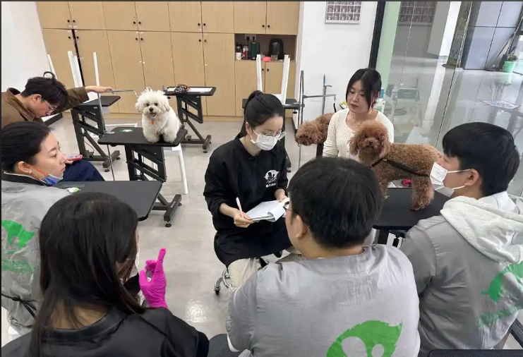朔州市宠物美容培训宠物美容培训学校 - 一站式服务